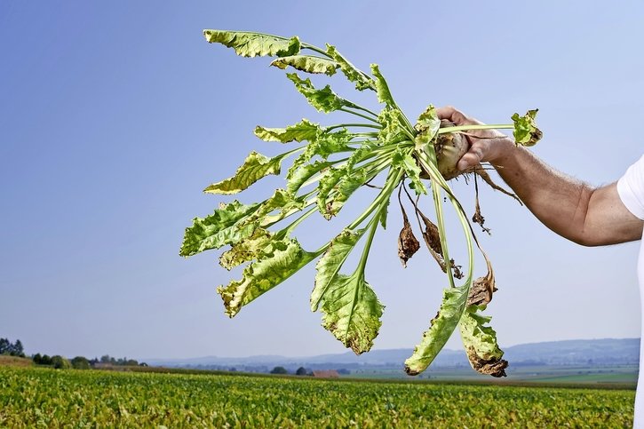 Pesticides: En s'alignant sur l'Europe, la Suisse donne un signal en faveur des paysans