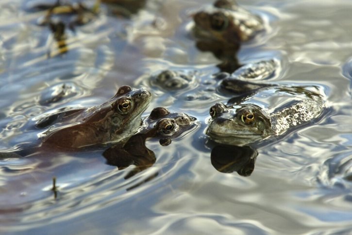 Grande Cariçaie: Les CFF sécurisent les rails pour protéger les amphibiens