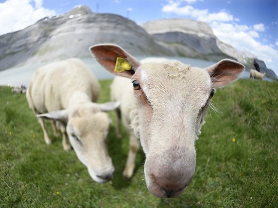 Des moutons entretiendront cet été les talus situés au bord des rails, ont annoncé les CFF (archives)