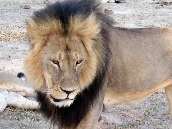 Le lion Cecil était la star du parc Hwange (archives). © KEYSTONE/AP Paula French
