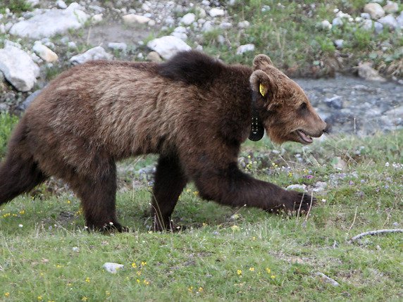 L'ours aperçu dans la région du Val Mesolcina a peur de l'homme, contrairement à M13, abattu en 2012 dans le Val Müstair. (image d'archives) © KEYSTONE/AMT FUER JAGD UND FISCHEREI GR/JON GROSS