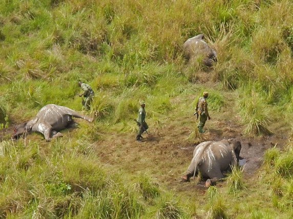 Des surveillants du parc Garamba près de dépouilles d'éléphants. (archives) © /AP African Parks/STR