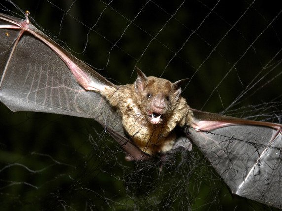 La chauve-souris vampire se nourrit d'insectes et de sang (archives). © KEYSTONE/AP/MARIO QUADROS