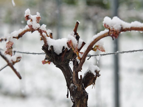Le printemps a de la peine à s'installer en Suisse cette année (Photo symbolique). © KEYSTONE/APA/FRANZ FINK
