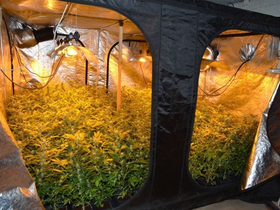 La plantation découverte à Winznau (SO) contenait environ 1000 plants de marijuana. © Police cantonale SO