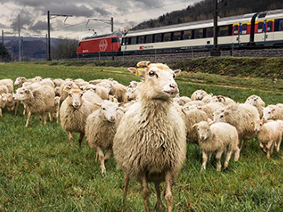 Les CFF emploient des moutons skuddes pour brouter les talus. © CFF