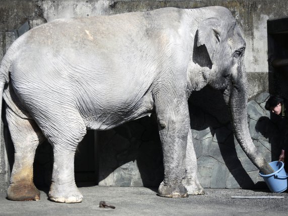 Hanako était le plus vieil éléphant d'Asie du Japon. L'éléphante est décédée à l'âge vénérable de 69 ans. L'espérance de vie du pachyderme est généralement évaluée à une soixantaine d'années, mais à seulement 40 ans en captivité (archives). © KEYSTONE/AP/EUGENE HOSHIKO