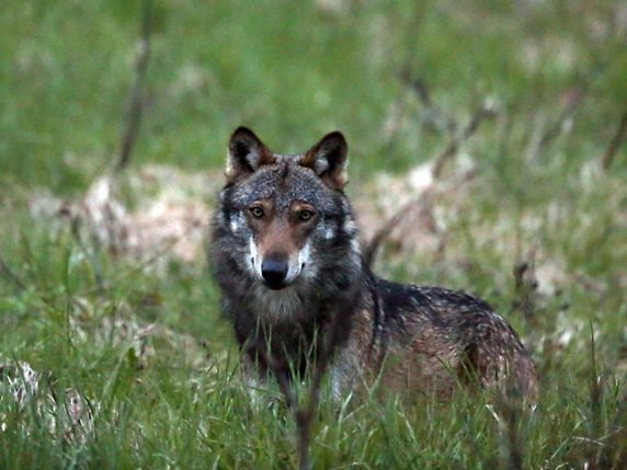 Des troupeaux de moutons du Haut-Valais ont subi plusieurs attaques de loups depuis le début de l'année. Un mâle et deux femelles ont été identifiés suite à des analyses génétiques (archives). © KEYSTONE/MARCO SCHMIDT