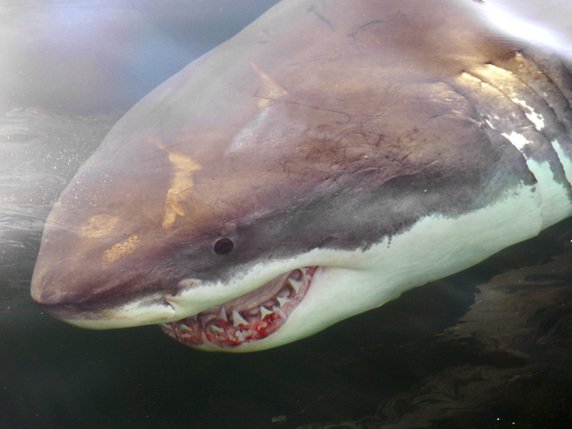 La présence d'un requin, susceptible d'être un grand blanc, avait été signalée peu avant l'attaque à Falcon Beach (archives). © KEYSTONE/AP National Oceanic and Atmospheric Administration/GREG S