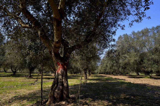 Cet olivier en Italie, marqué d'une croix rouge, est infecté par une bactérie étrangère mortelle. Il a dû être coupé (archives). © KEYSTONE/AP/GAETANO LO PORTO