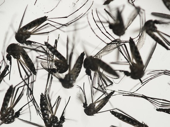 "Risques négligeables" concernant Zika aux JO, selon une étude publiée lundi © KEYSTONE/AP/FELIPE DANA