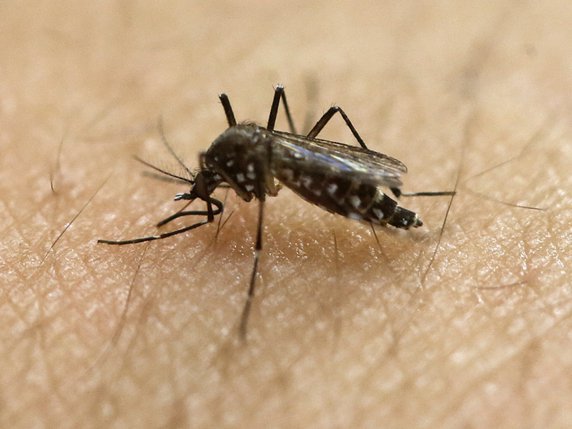 Le moustique Aedes aegypti est un responsable de la transmission du virus Zika (archives). © KEYSTONE/AP/ANDRE PENNER