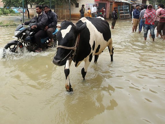 Les inondations ont également touché le sud de l'Inde, notamment Bangalore. © KEYSTONE/EPA/JAGADEESH NV