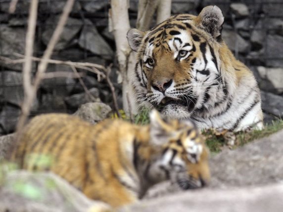 Le tigre Coto a passé toute sa vie dans le zoo de Zurich (archives). © KEYSTONE/STEFFEN SCHMIDT