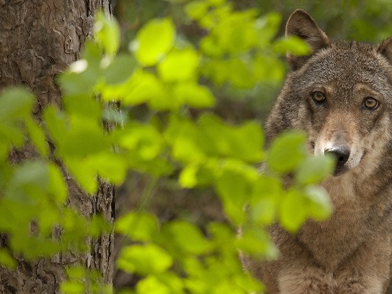 La chasse du loup devrait être facilitée (archives). © KEYSTONE/PHOTPRESS/WWF/GIANCARLO MANCORI