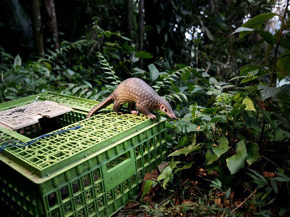 Ce petit fourmilier est très s recherché par les trafiquants en Asie, en raison de la forte demande, notamment en Chine (archives). © KEYSTONE/AP/BINSAR BAKKARA