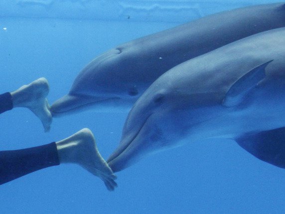 La proposition du service américain de la vie marine de l'Agence nationale atmosphérique et océanographique (NOAA) vise à empêcher de nager ou de s'approcher des dauphins à long bec à moins de 50 mètres (photo symbolique). © Keystone/AP/JAVIER GALEANO