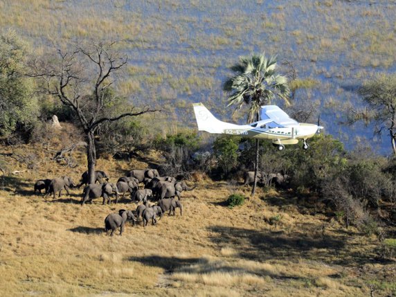Ce recensement panafricain des éléphants de savane a été effectué par avion, ici au-dessus du Botswana (archives). © KEYSTONE/AP Great Elephant Census, Vulcan In