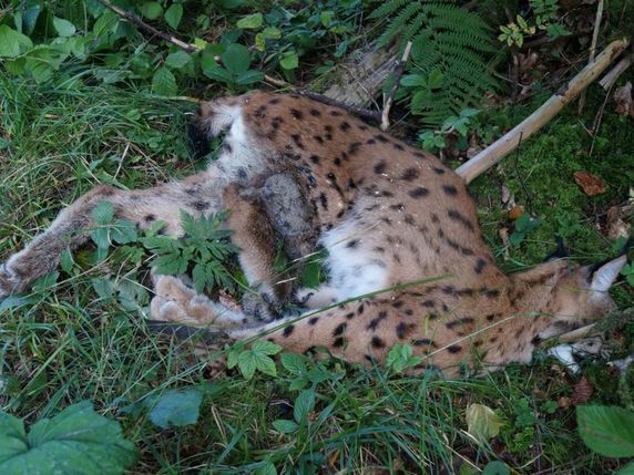 Le lynx trouvé mort le 25 septembre à Schwellbrunn (AR) a succombé à des blessures par balle. Il s'agit d'une jeune femelle née en 2015. © Canton Appenzell Rhodes-Extérieures