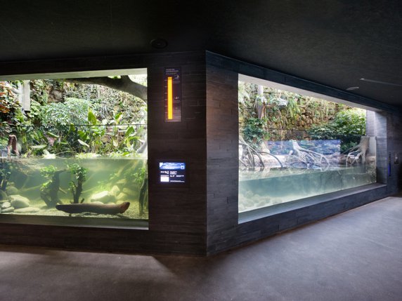 L'aquarium du zoo de Zurich a été modernisé. Les nouvelles installations ont été inaugurées mercredi. © Zoo de Zurich