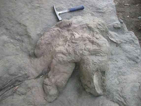 La trace de pas de dinosaure, découverte dans le désert de Gobi, appartiendrait à un titanosaure, selon les chercheurs (archives). © KEYSTONE/AP The Santa Fe New Mexican/Sue Vorenberg