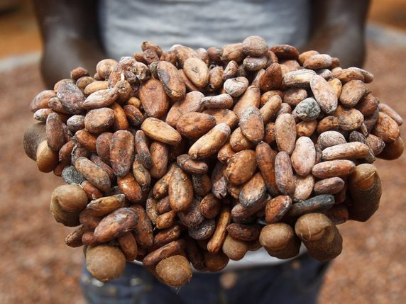 Le cacao est vital pour l'économie ivoirienne. Ce secteur représente 15% du PIB, plus de 50% des recettes d'exportation et surtout, les deux tiers des emplois (directs et indirects) et des revenus de la population, selon la Banque mondiale (archives). © Keystone/EPA/LEGNAN KOULA