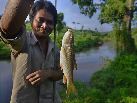 Les poissons d'eau douce sont la source de la plupart des protéines animales consommées dans des pays comme le Cambodge, le Bangladesh, plusieurs pays africains ou, ici, en Inde (archives). © KEYSTONE/EPA/STR