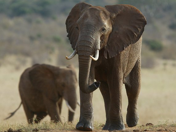 Le nombre d'éléphants d'Afrique a diminué de 111'000 individus depuis 2006, pour plafonner à 415'000, selon les dernières données communiquées par le WWF (archives). © KEYSTONE/AP/KAREL PRINSLOO