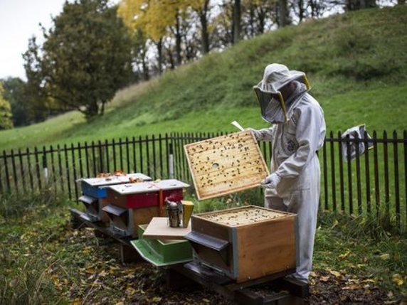 L'ensemble des récoltes par ruchée n'atteint que 13,9 kg en 2016 (photo symbolique). © Keystone/GIAN EHRENZELLER