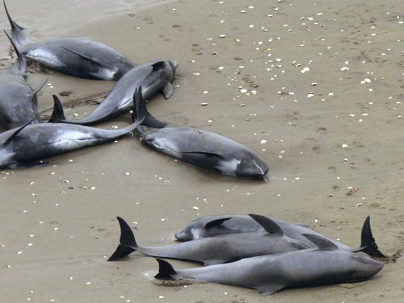 En 2015, 150 dauphins s'étaient échoués sur une plage japonaise (archives). © KEYSTONE/AP Kyodo News