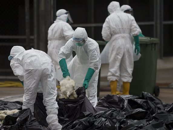 La grippe aviaire a provoqué la mort de 36 humains en Chine entre le 19 janvier et le 14 février (archives). © KEYSTONE/EPA/JEROME FAVRE