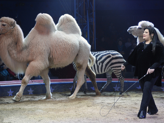 Les chameaux apportent une touche exotique aux numéros de dressage (archives). © KEYSTONE/WALTER BIERI