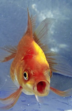 Maurice est  cet innocent  poisson rouge, dans la pub pour les Choco­suisse,  à qui un enfant reproche d’avoir ­«poussé le bouchon un peu trop loin»... © DR