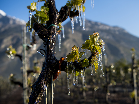 De l'eau est parfois giclée afin de former une couche de glace qui protège la vigne. Comme ici à Saxon (VS). © KEYSTONE/JEAN-CHRISTOPHE BOTT
