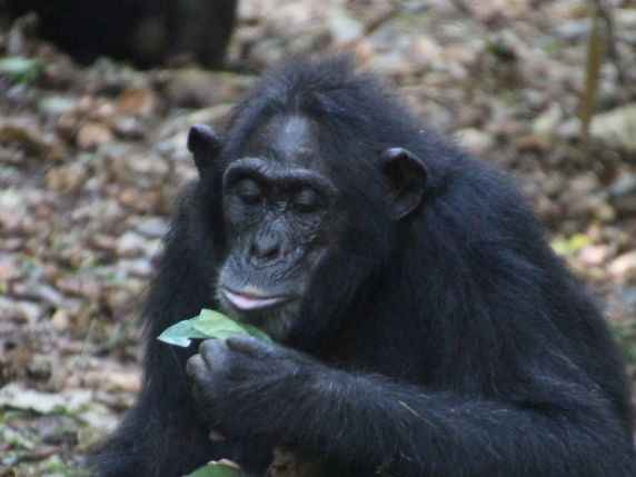 Une femelle chimpanzé écrase sur une feuille avec l'ongle de son pouce des ectoparasites collectés pendant un épouillage. Son fils tente de recopier ce comportement. © Thibaud Gruber