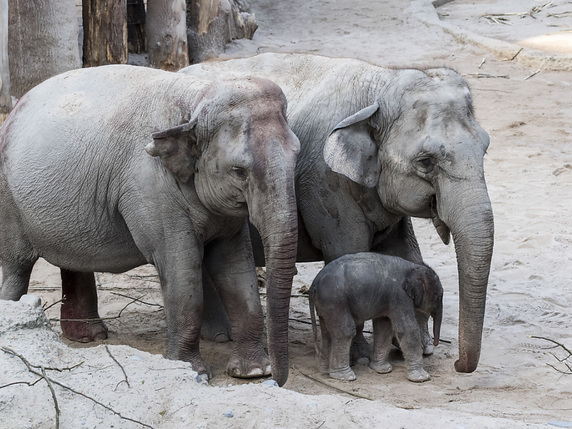 L'herpès peut avoir des suites mortelles pour les éléphanteaux et les chercheurs suggèrent aux responsables des zoos- ici celui de Zurich - de procéder à des dépistages (archives). © KEYSTONE/ENNIO LEANZA