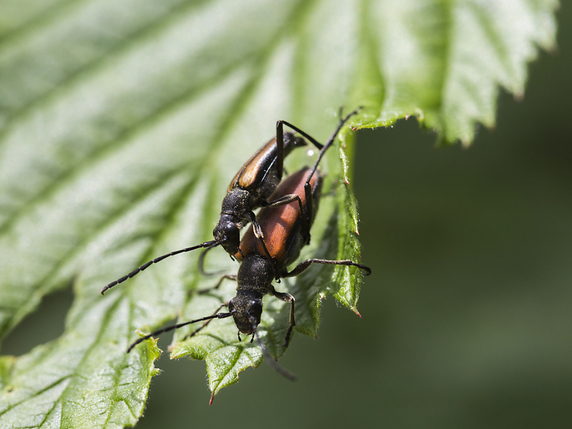 Le bruche du niebé mâle, un insecte de la famille des coléoptères, possède un pénis recouvert d'épines pointues qui ne laisse pas indemnes les parties génitales de la femelle (image symbolique). © KEYSTONE/GAETAN BALLY