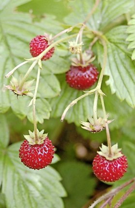 La fraise des bois, dans le jardin préféré d’Angélique,  a le bon goût d’être sauvage et dodue.  © DR