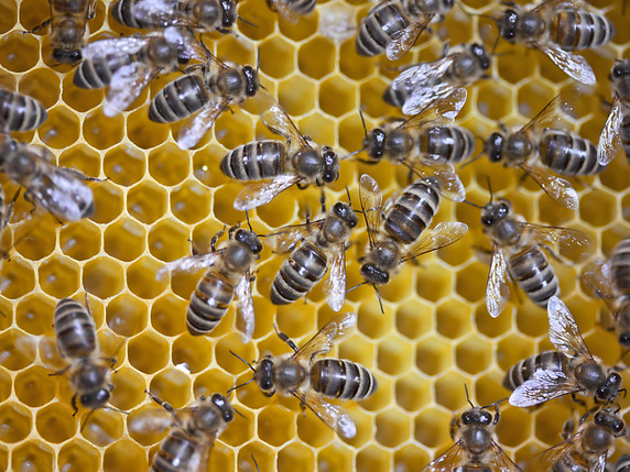 La loque européenne des abeilles ne présente aucun danger pour l'humain (photo symbolique). © KEYSTONE/MARTIN RUETSCHI