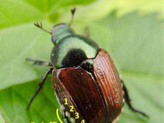 Le scarabée japonais est un phytoravageur vorace, que ce soit au stade larvaire ou adulte. © Office tessinois de l'agriculture