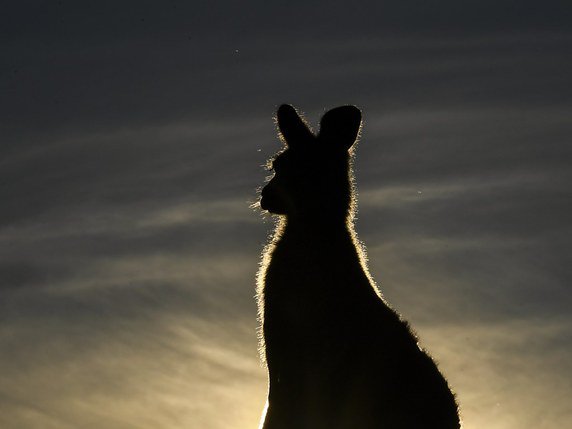 En Australie, tuer des animaux sauvages protégés est passible d'une amende pouvant aller jusqu'à 36'500 dollars australiens (environ 27'000 francs) et une peine de prison de deux ans (archives). © KEYSTONE/EPA AAP/LUKAS COCH