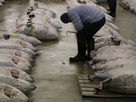 Dix-huit tonnes de thon rouge ont été saisies à bord d'un chalutier en infraction battant pavillon portugais (archives). © KEYSTONE/AP/EUGENE HOSHIKO