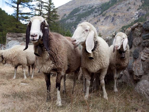Les moutons de Saas sont reconnaissables à leurs longues oreilles. © Pro Specie Rara
