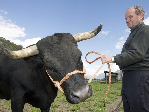 L'initiative "Pour la dignité des animaux de rente agricoles" demande de soutenir financièrement la détention de vaches, de taureaux reproducteurs, de chèvres et de boucs reproducteurs tant qu'ils portent leurs cornes (archives). © Keystone/JEAN-CHRISTOPHE BOTT