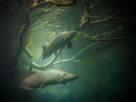 Les Arapaima étaient déjà mardi dans leur grand bassin à Aquatis à Lausanne. Ces poissons d'Amérique du Sud peuvent atteindre jusqu'à 4,5 mètres. © KEYSTONE/JEAN-CHRISTOPHE BOTT