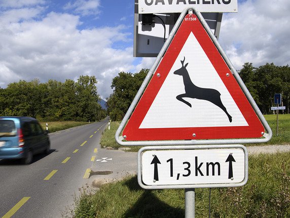 La vitesse sera limitée à 60 km/h sur la route de Sauverny pendant la saison du brame, afin d'éviter des accidents (archives). © KEYSTONE/MARTIAL TREZZINI