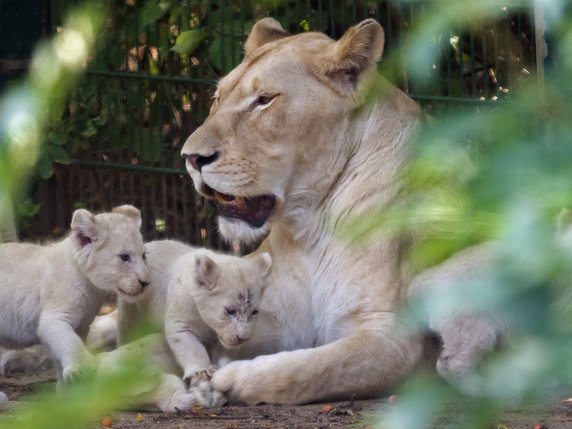 Les premiers lionceaux conçus en éprouvette sont nés en Afrique du Sud. © KEYSTONE/AP/JENS MEYER