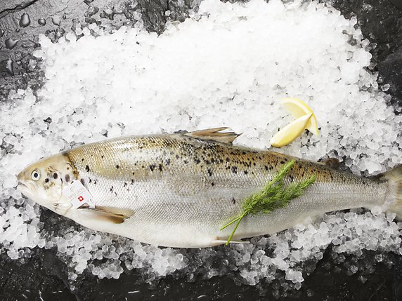 L'entreprise "Swiss Alpine Fish SA" a été fondée en 2013. Les premiers saumons, "Salmo Salar", ont été vendus en septembre 2018. © Keystone/Swiss Lachs Pure Alpine Salmon/Alexandra Berg