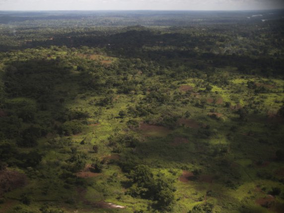 L'expédition française s'est rendue dans une forêt de Centrafrique pour tenter d'en apprendre davantage sur le mystérieux papillon antimachus (image d'illustration). © KEYSTONE/AP/ZACK BADDORF