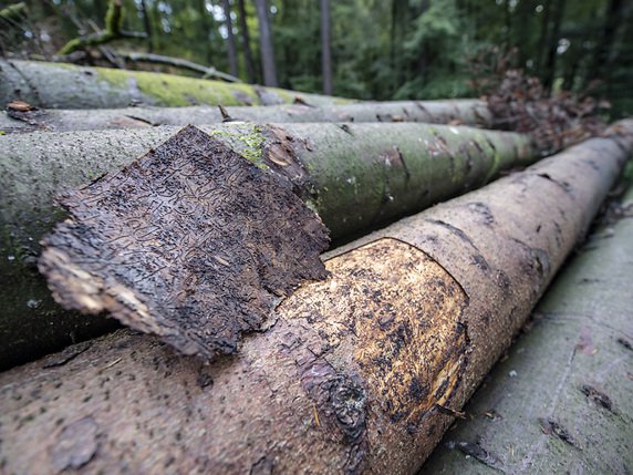 Les populations de bostryches sont en pleine expansion dans le canton du Jura. Les conditions climatiques et le manque de moyens financiers favorisent la propagation de cet insecte ravageur qui menace des forêts entières de résineux (photo symbolique). © KEYSTONE/URS FLUEELER